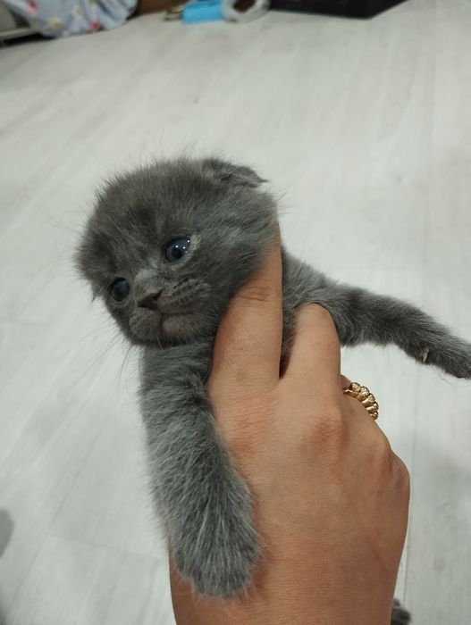 Scottish fold mushukchalar