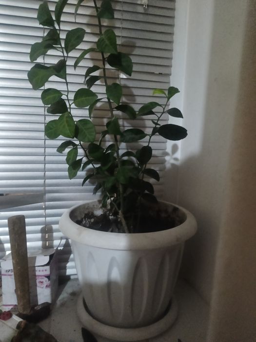 Мандарин,расстение .