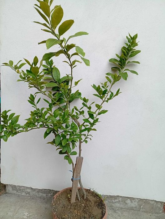 Pom lamai in Ghiveci