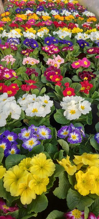 Primule, zambile 1 martie