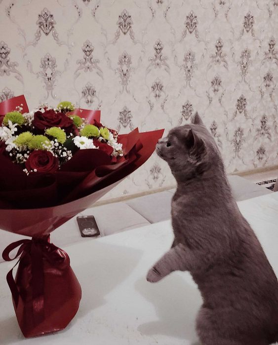 Strayt 8 oylik ismi Viska