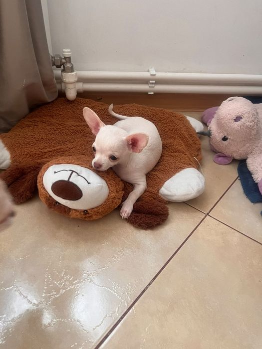 Catelusa Chiuhuahua