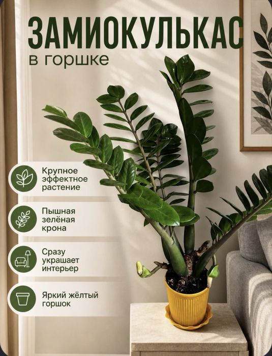 Растение Замиокулькас