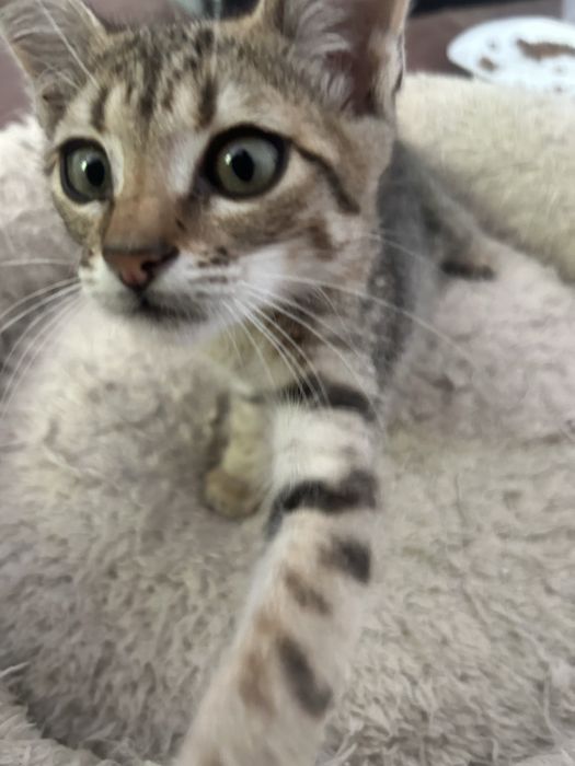 Малко коте търси дом