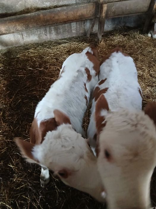 Vând viței și vitele