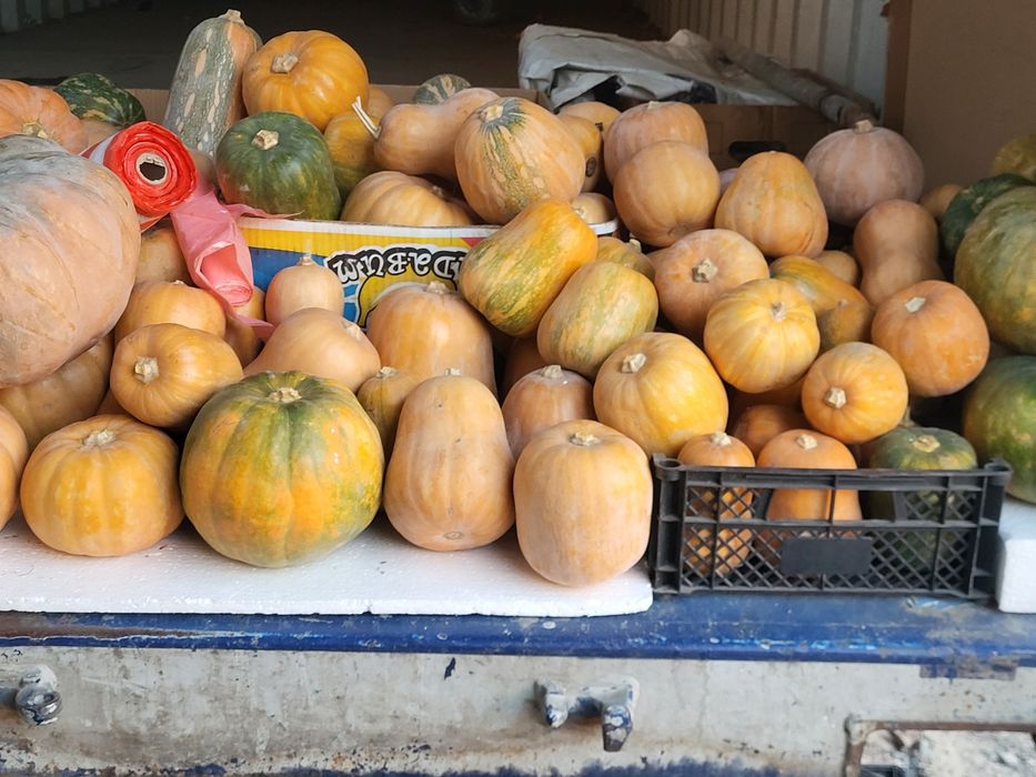 Тыкву продам, опт и розница