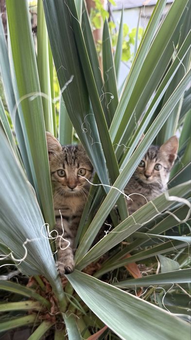 Котята Бенгалы полукровки