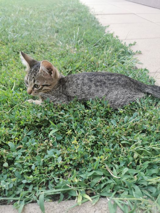 Ofer spre adoptie pisicuta tigrata