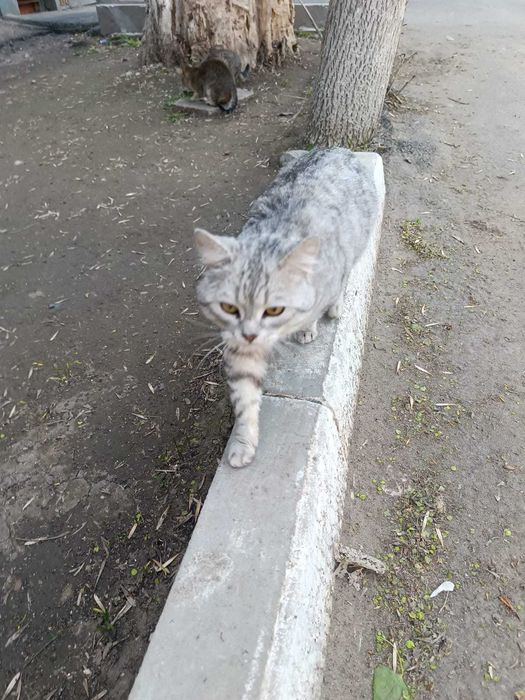 Ищем дом умному и ласковому котику