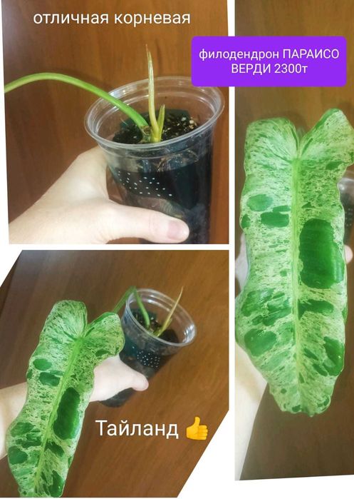 Продам вот такую красоту