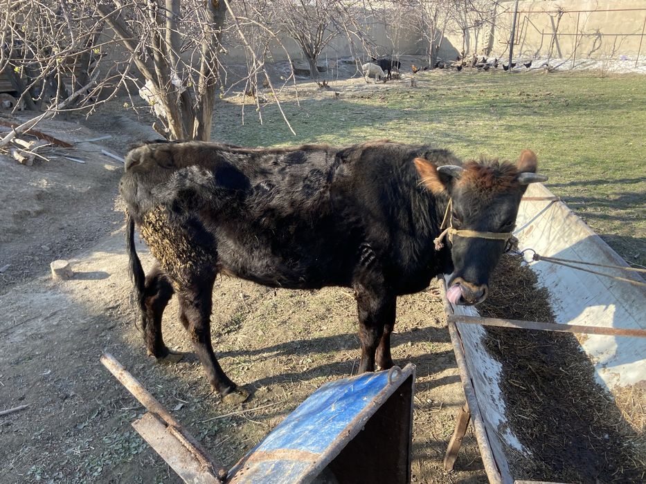 Mol sotiladi g’unojin tez va arzon