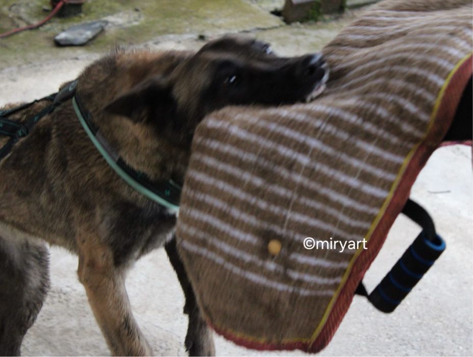 ciobanesc belgian malinois