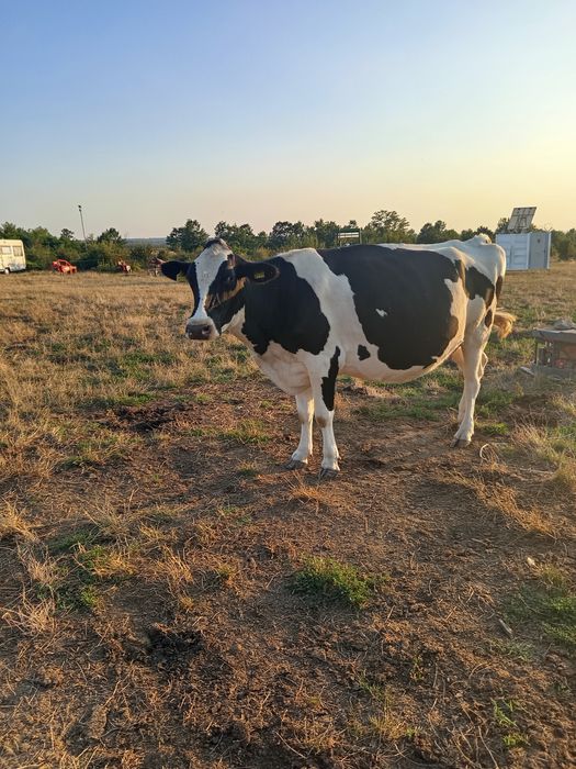 Vând vacă Holstein