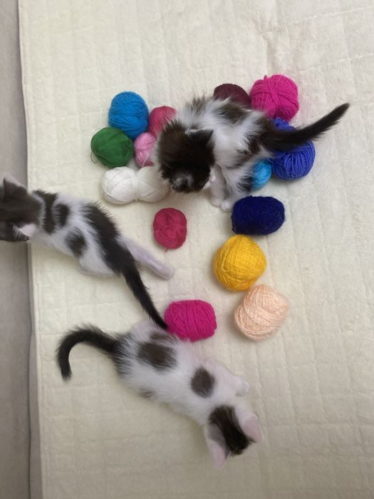 Котята два мальчика, одна девочка,  окрас далматинец)