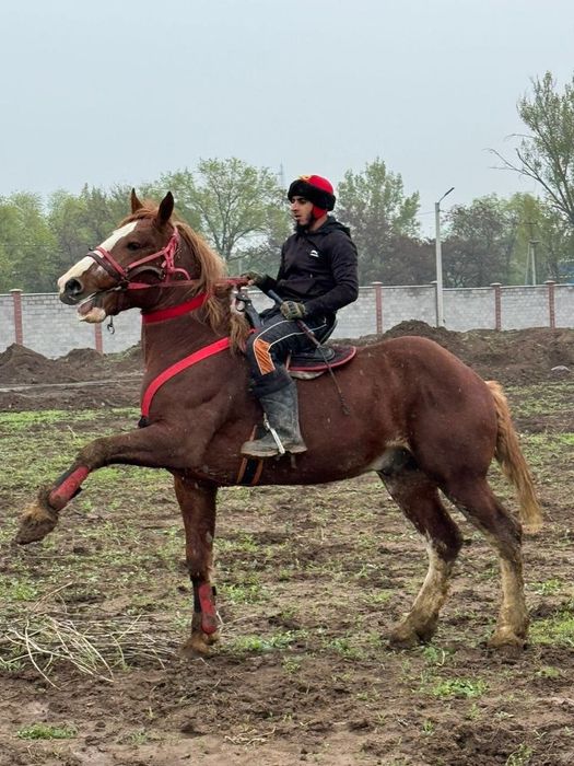 Продам лошадей двух жеребцов