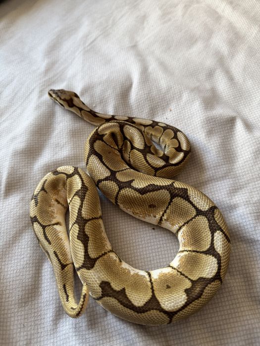 Продам королевских питонов