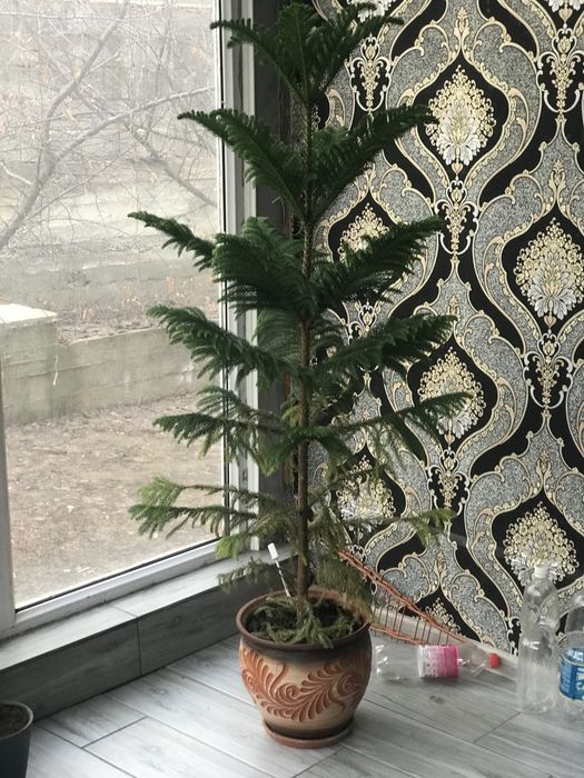 Комнатные растения