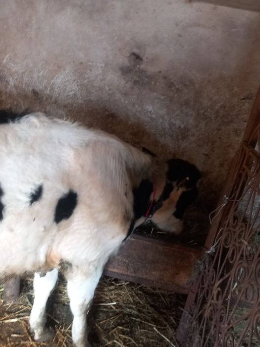 Vand ponei de 4 ani si 2 junici de rasa !