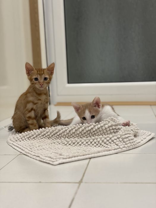 Подарявам котенца