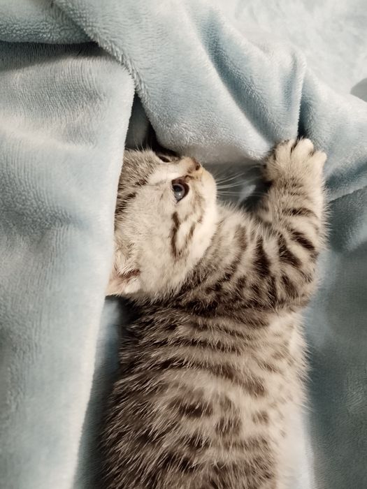 Продаются котята Scottish straight