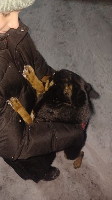 Семейная собака Тося