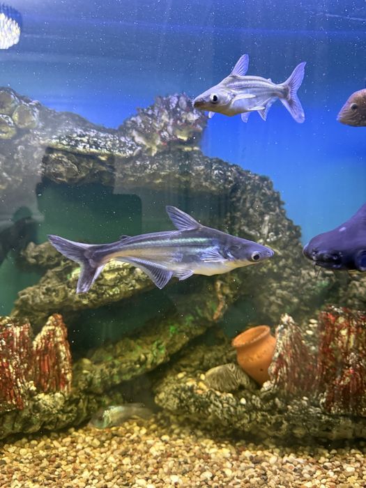 Мирный акула  биттаси 15 см икинчиси 20 см икаласини оганга 200000