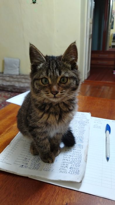 Отдам кота в добрые руки