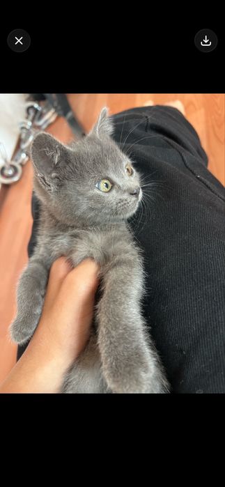 Котенок(девочка)