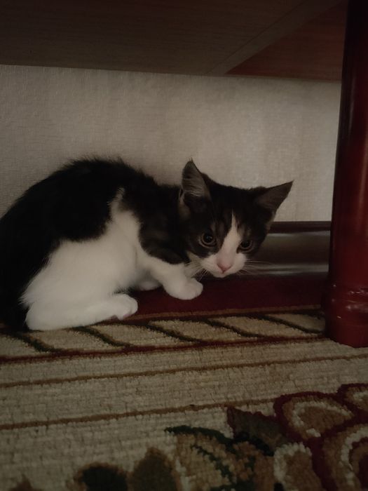 Кот 6 месяцев ждёт вас