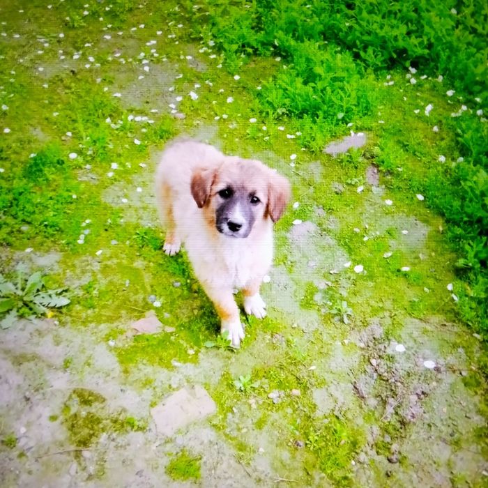 Щенки  4мес.порода Гуржи