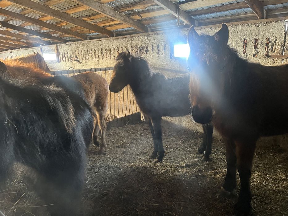 Продам Жеребят цена договарная