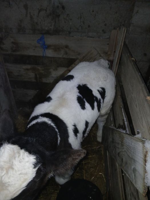 Tauraș belgian sugar