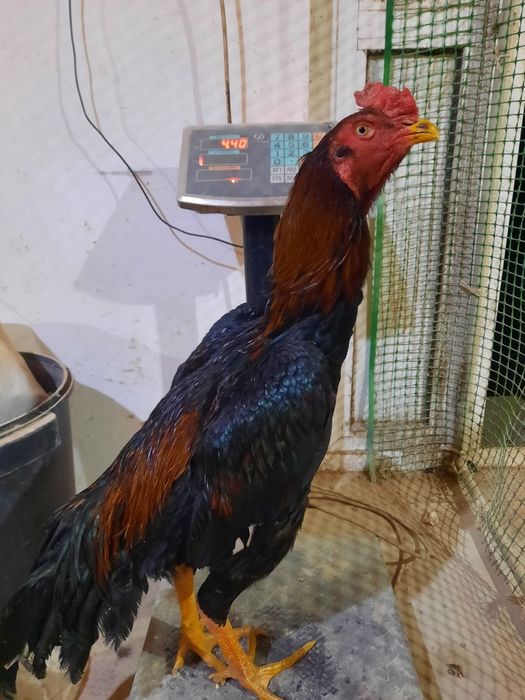 Дакан бойцовая птица