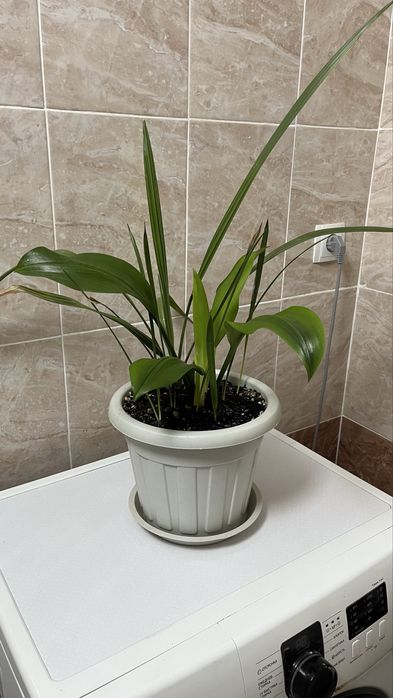 Домашние растения