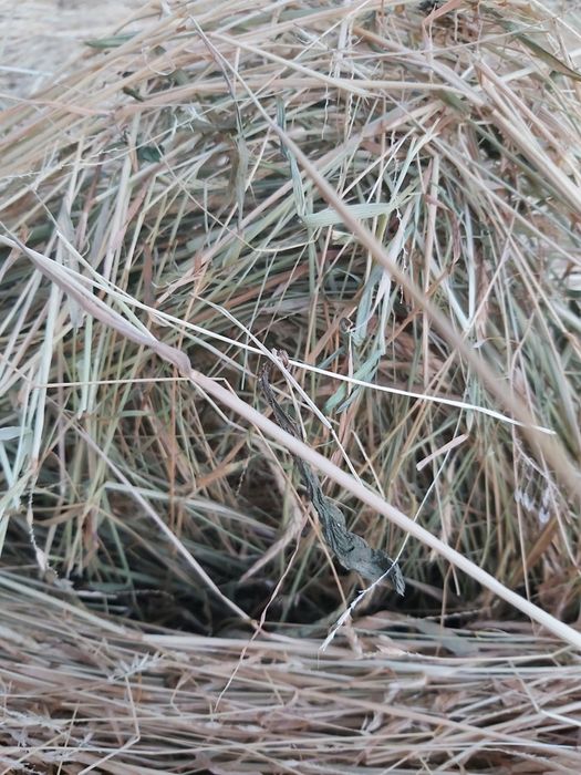 Продавам бали сено и чиста люцерна