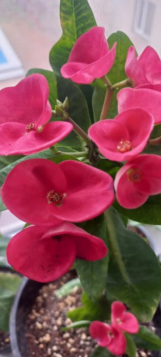 Молочай миля сортовые