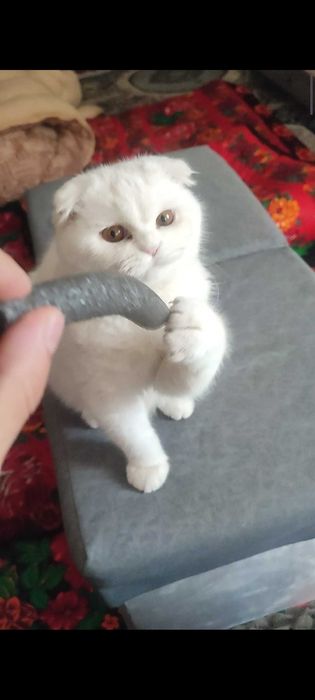 Birtan-british uy mushugi