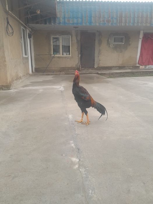 Петух хороший майский