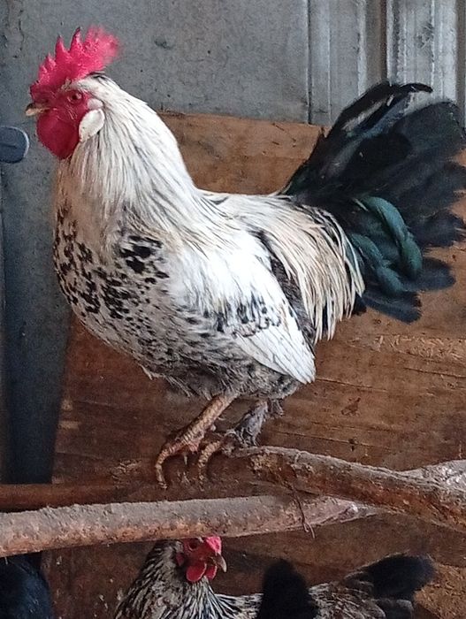 Атеш сатылады жас