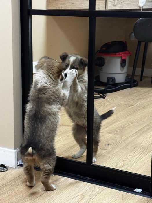 Щенок девочка.