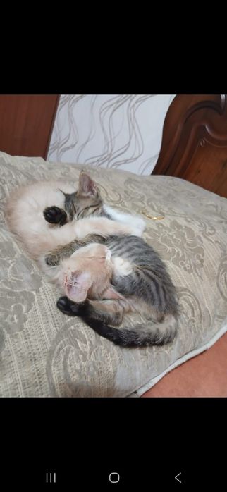 котенок маленький