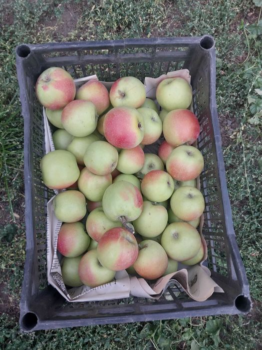 Продам яблоки кандиль