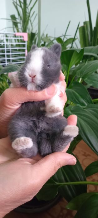 Mitti quyon bolalari sotuvga chiqdi