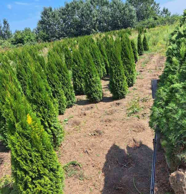 Plante de Exterior Rezistente la Ger – Orice Comandă cu Montaj