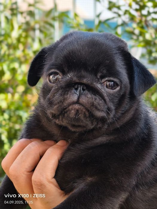 Очаровательные щенки мопса.