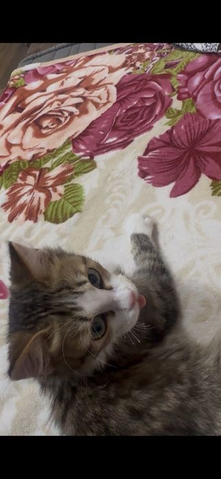 Котик в добрые руки