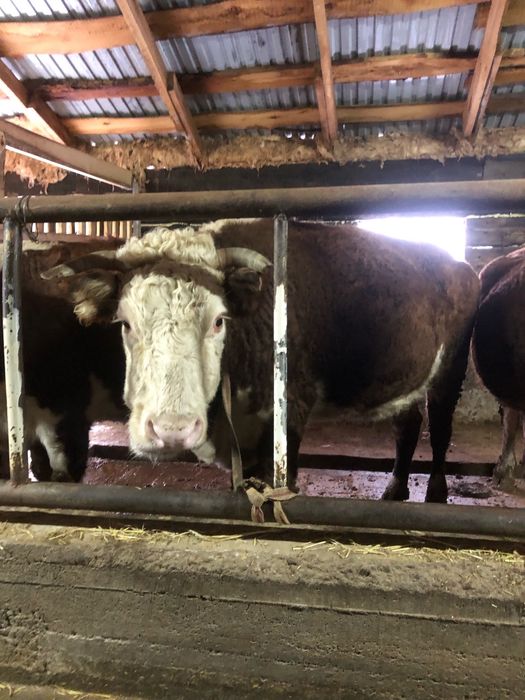 Продам лошадей КРС с откорма