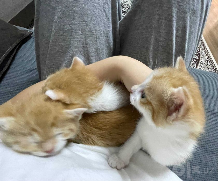 Отдам даром котят в добрые руки