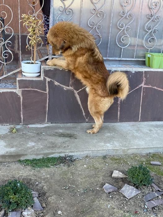 Тибетский Мастиф на вязку