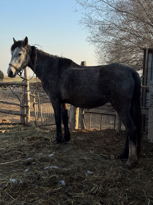 Буаз биелер байтал кобыла